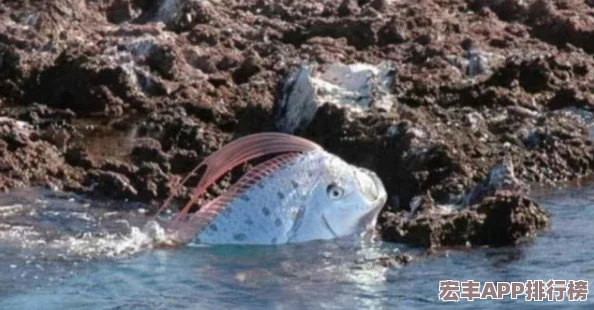 梦幻西游无双版龙宫精英必备