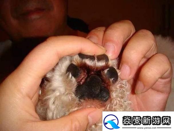 狗玩意儿硬烫臭三板斧