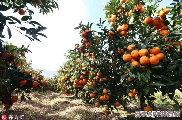 问道手游资深玩家独家分享