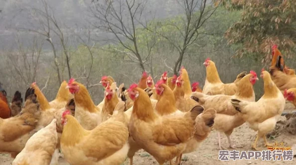 探秘我的世界高效养鸡术