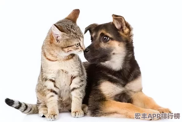 白猫计划梦幻许愿全攻略