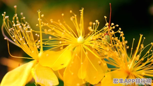 黄金网站app图片