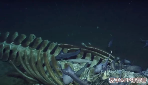 梦幻西游手游终极挑战