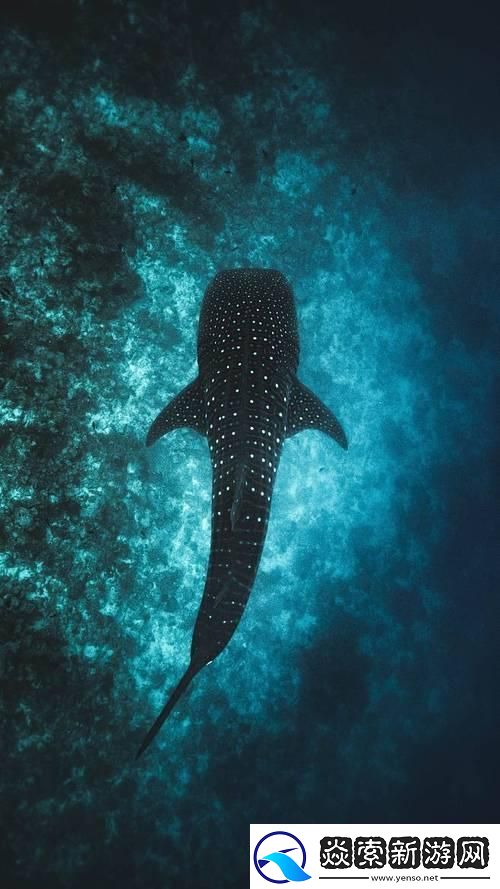 696969大但的艺术鲸鲨