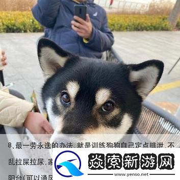 狗狗的东西又硬又烫又臭怎么办