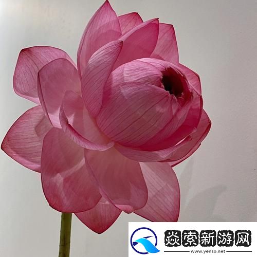 女人千层莲花激活后