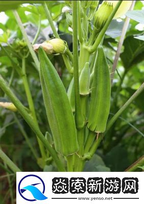 秋葵适合未满十八岁的人吃吗女生