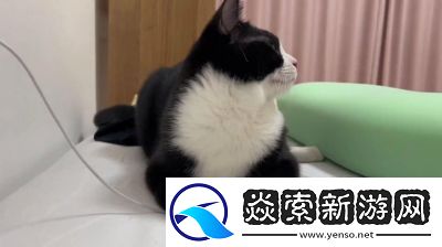 此处应有猫玩法攻略