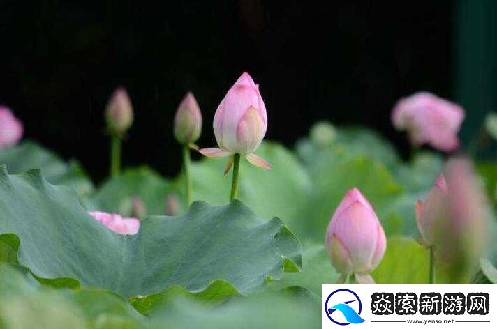 倒插莲花究竟是什么模样呢