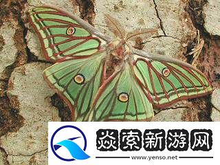 心动小镇伊莎贝拉蛾捕捉位置攻略【详解】