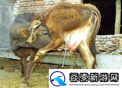 套**奶牛服截肢产奶
