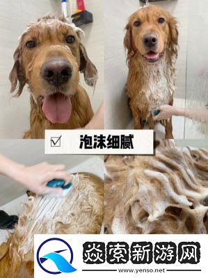 办公室可否干湿你小狗狗