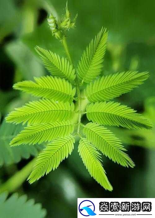 奇异水蜜桃香蕉含羞草