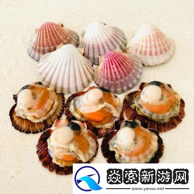 看看我的小扇贝