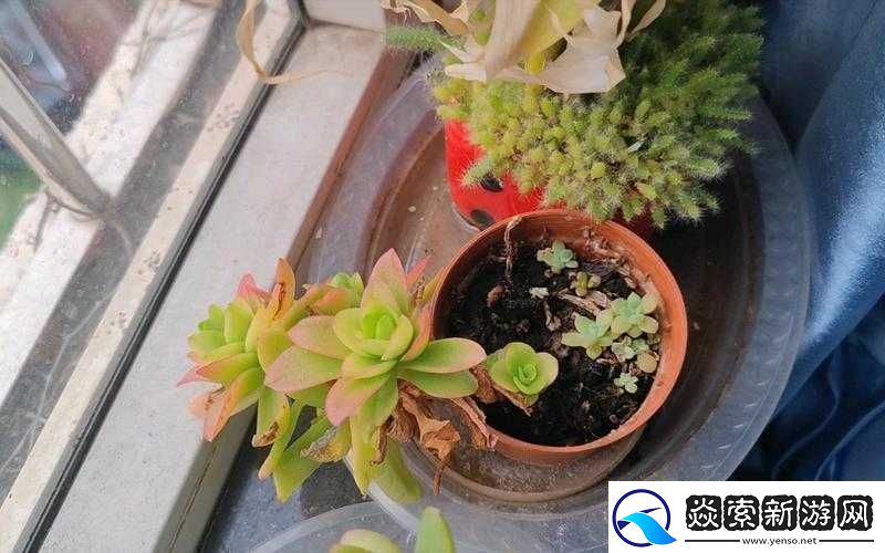 1V3多肉多车高校生活玩出新花样