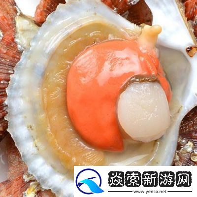 看看我的小扇贝