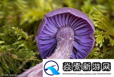 紫色蘑菇根粗大