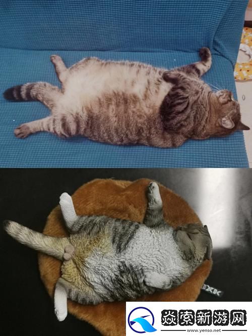 疯狂科技潮！除了柚子猫和玩偶