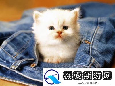 何处寻找有爱宠物