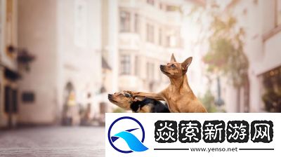 何处寻找有爱宠物