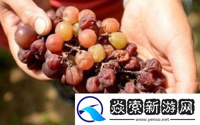 葡萄不能夹烂也不能掉出来