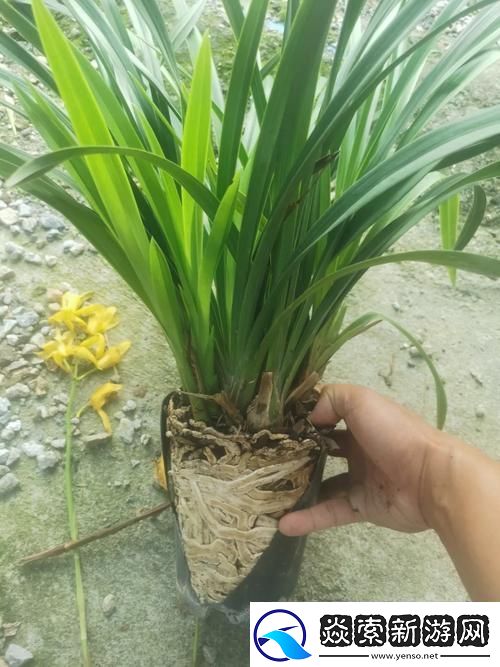 内容丰富用龙根养大的公主