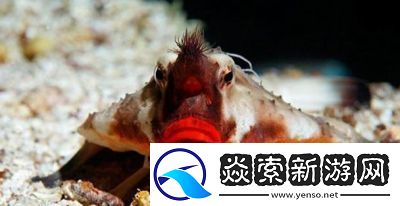 泰拉瑞亚蝙蝠鱼获取攻略