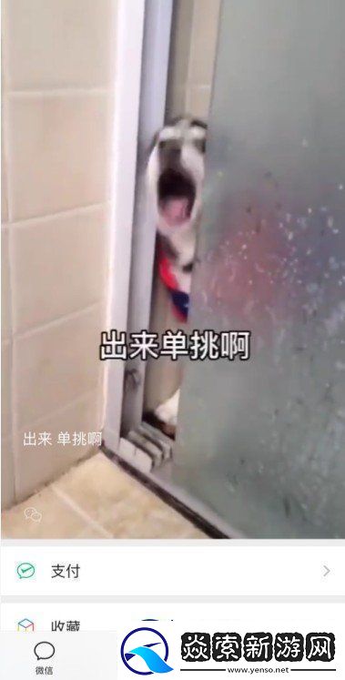 微信8.0状态背景哈士奇下载