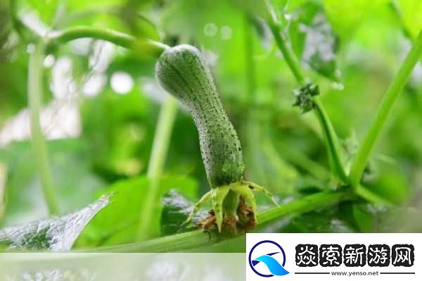 草莓绿巨人丝瓜香蕉黄瓜视频大全