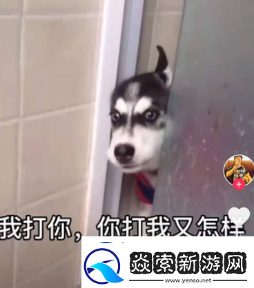 微信8.0状态背景哈士奇下载