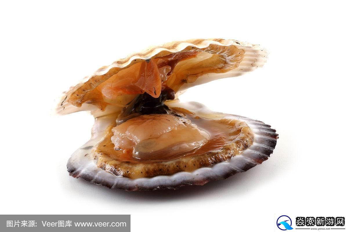 “敲开扇贝掀起数码狂潮！”