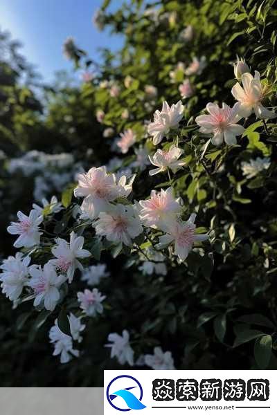 小尾巴txt金银花原文