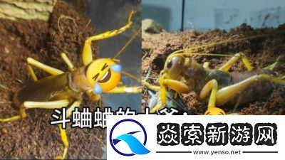 口袋斗蛐蛐公测时间发布秘籍