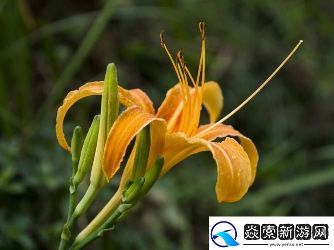 “仙踪林”探秘