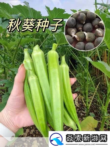 幸福宝榴莲视频秋葵视频
