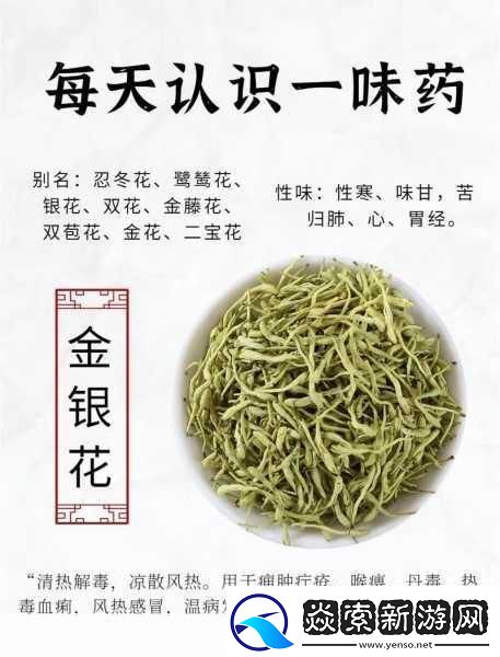 小尾巴txt金银花原文