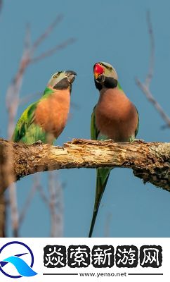 鸳鸯谱高清在线观赏
