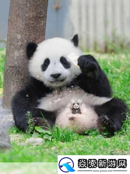 军训大白兔蹦出来了突然火爆起来了