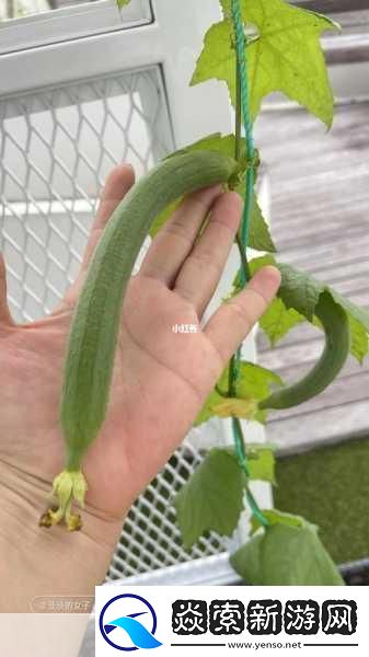 小猪草莓丝瓜深夜释放自己歌词探索
