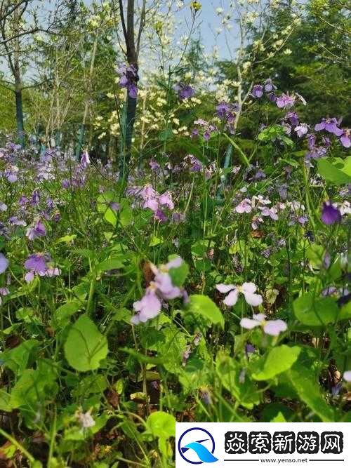 暮夕深林的资源盛宴
