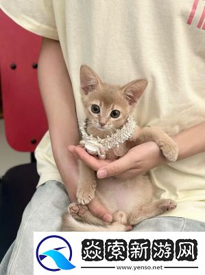 原神伴爪同行第二关动物位置攻略【详解】