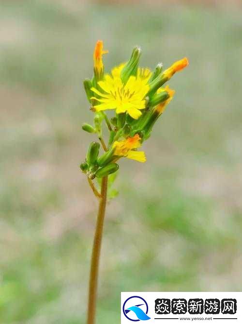 野花在线观看免费高清中文