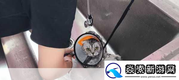 小猫咪大城市日常美容动作怎么获得