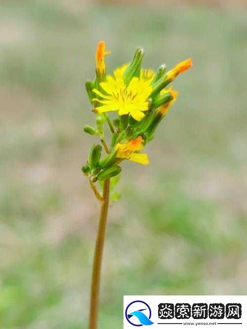 野花在线观看免费高清中文