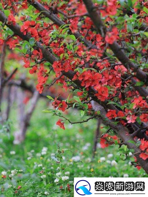野花高清完整版免费观看视频大全