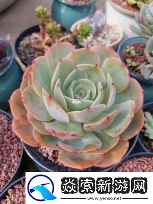 皇家小公主多肉养护秘籍全面攻略