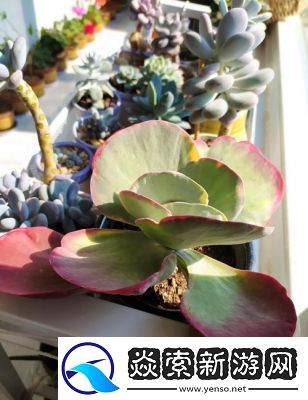 皇家小公主多肉养护秘籍全面攻略