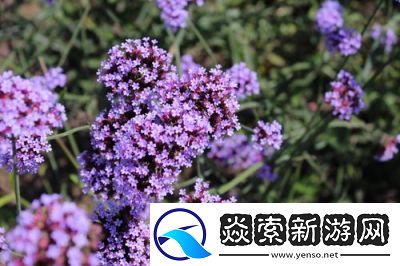 薰衣草研究所入口隐藏2024