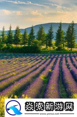 薰衣草研究所入口隐藏2024