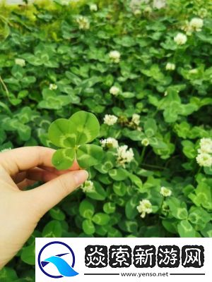 成品人与精品人的区别探索四叶草的奥秘